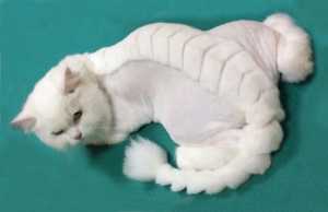 A white cat with a creative cut