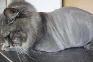 A gray cat with a lion cut