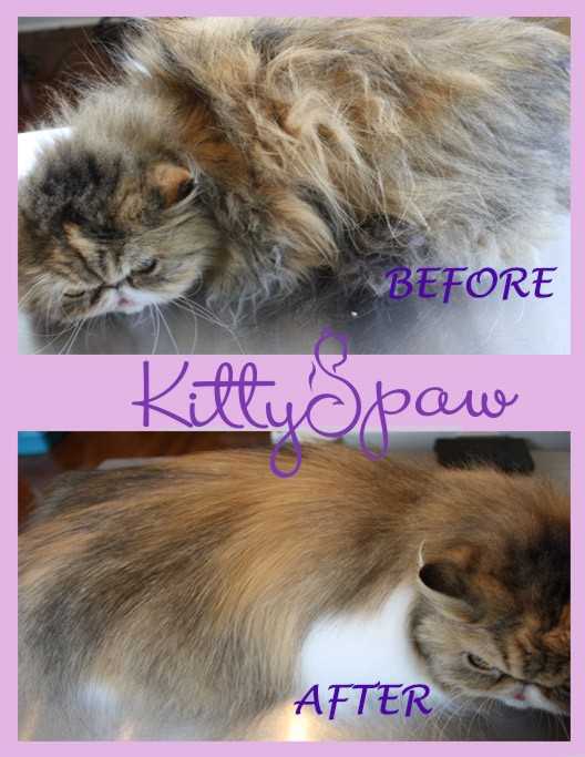 Before and after images of a long-haired cat grooming.