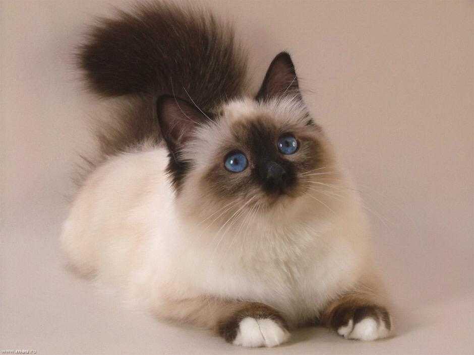 A beautiful groomed cat