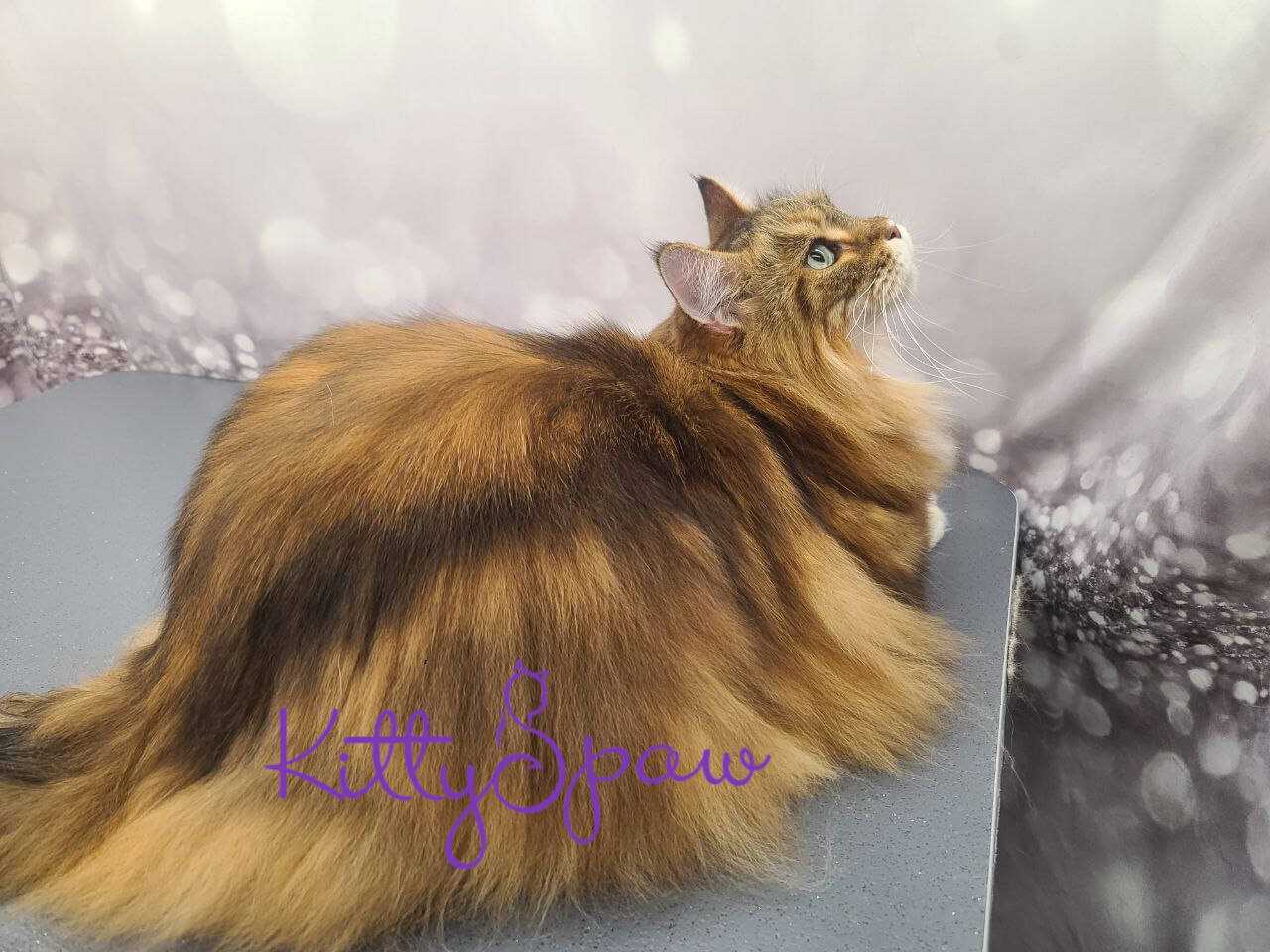 A beautifully groomed long-haired cat