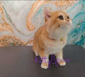 A short-haired cat that's been bathed and brushed