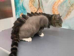 A cat with a creative hair cut.