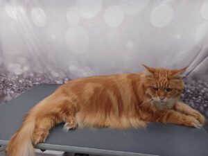 An long-haired orange cat that's been groomed