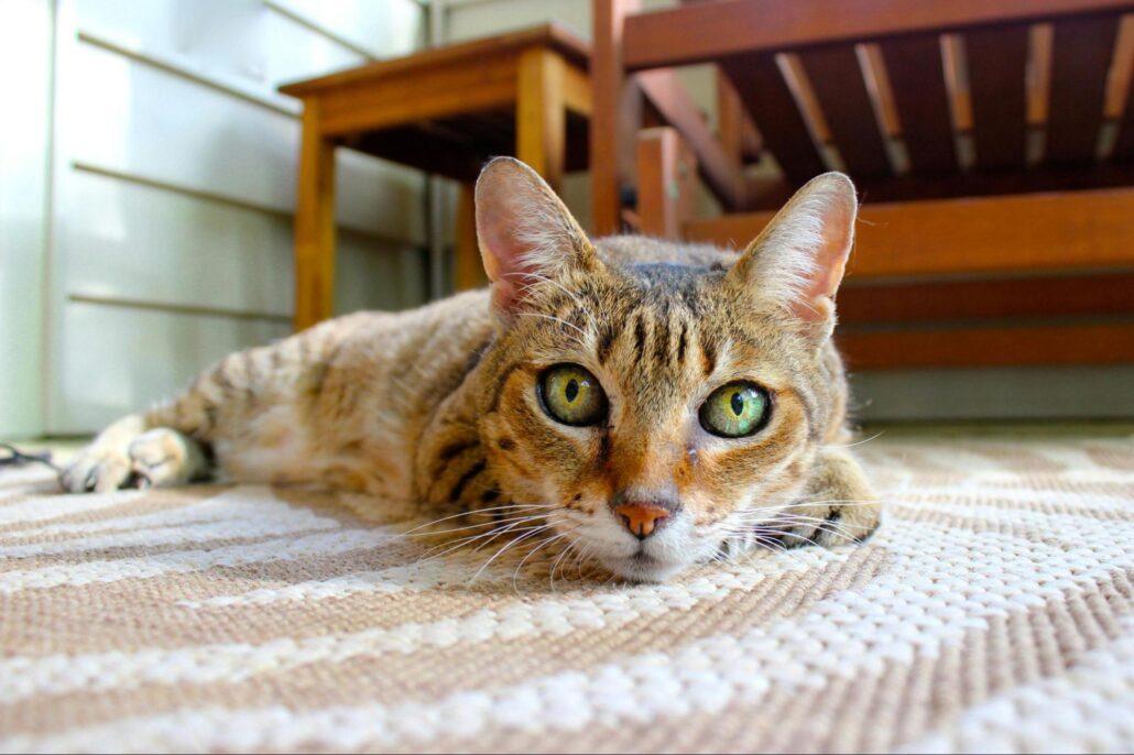 A brown cat with green eyes.