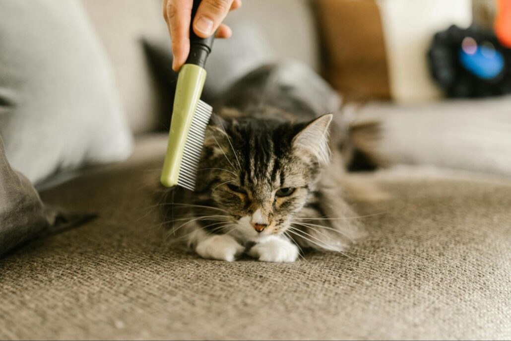 A gray catting getting brushed.