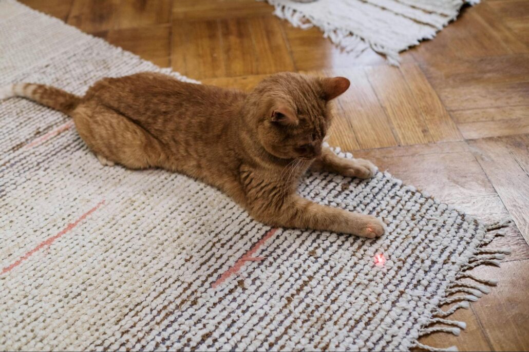 An orange cat playing with a laser dot on the floor.