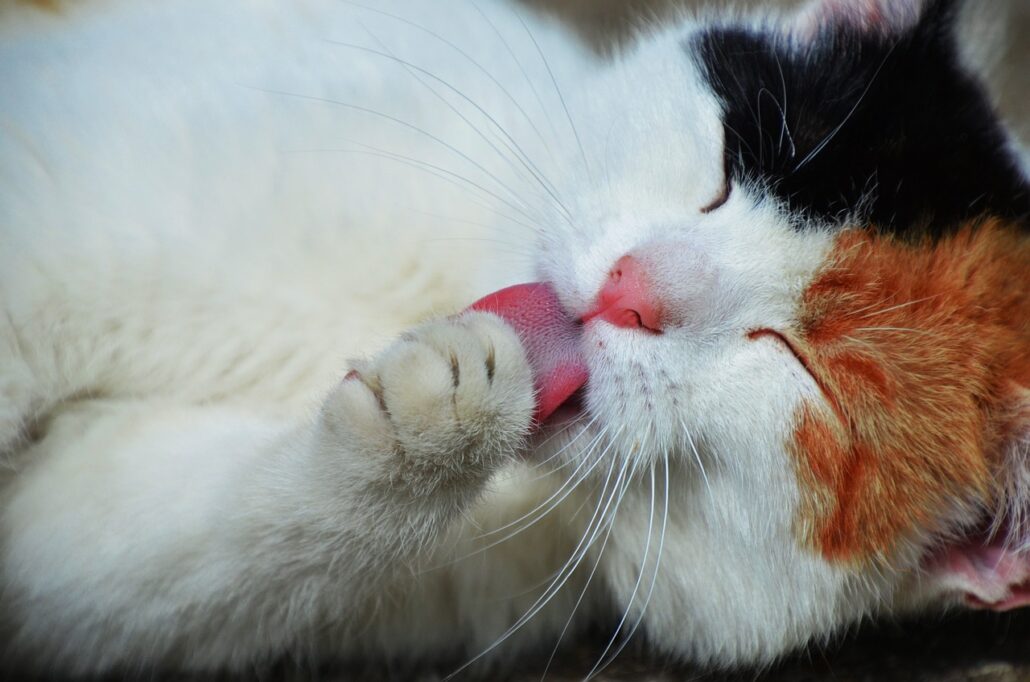 A white and brown cat licking its paw.