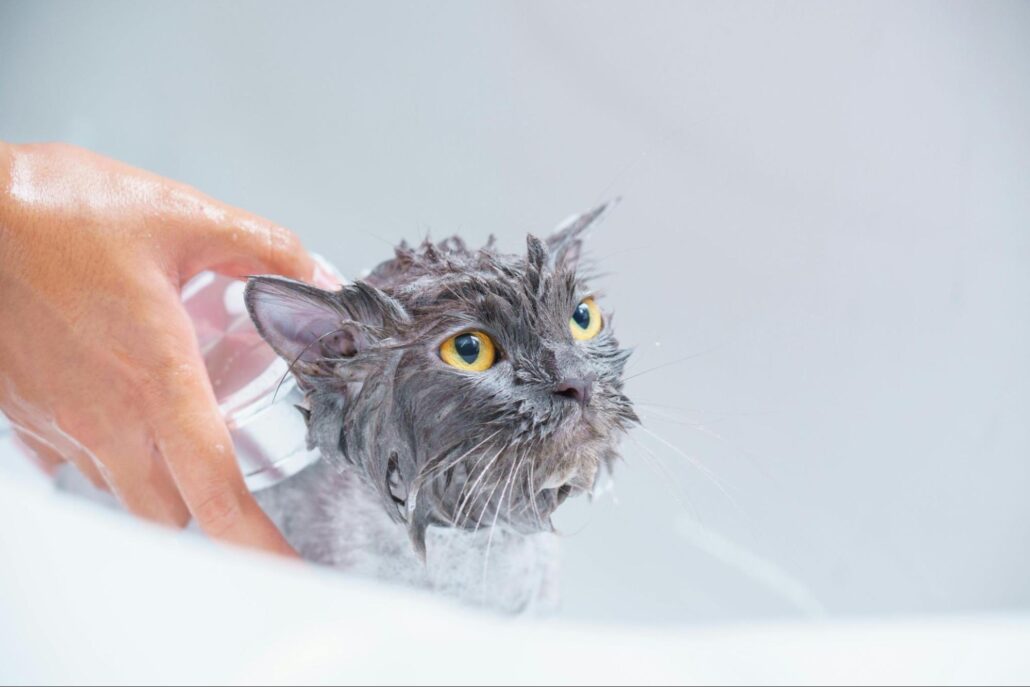 A gray cat getting a bath.