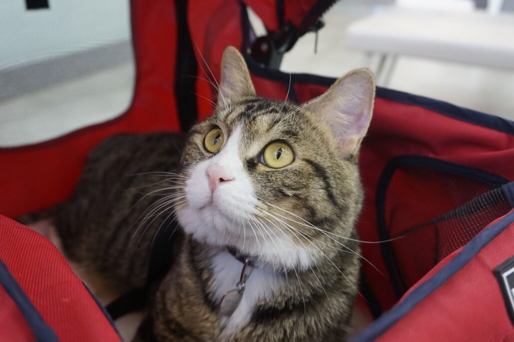 A brown cat in a red cat stroller.