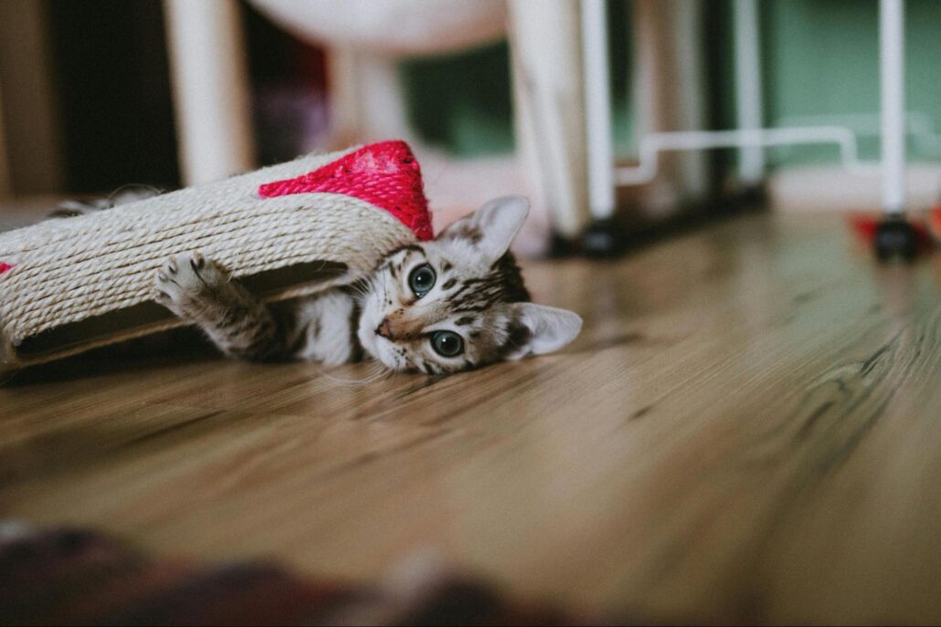 A brown kitten playing with a toy.