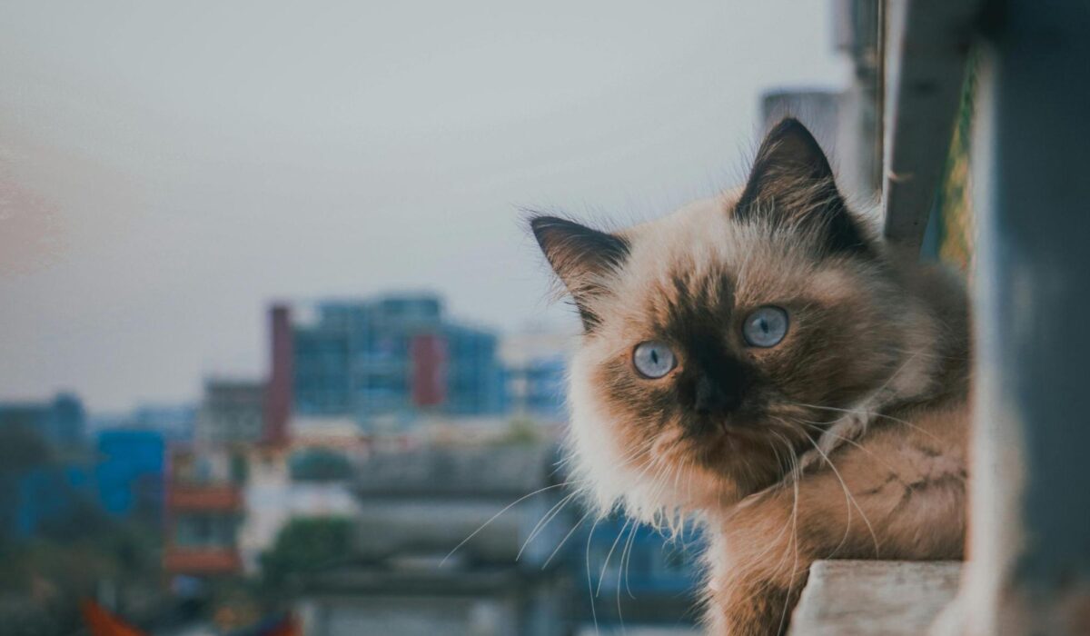 A cat laying on the ledge of a balcony in Los Angeles.