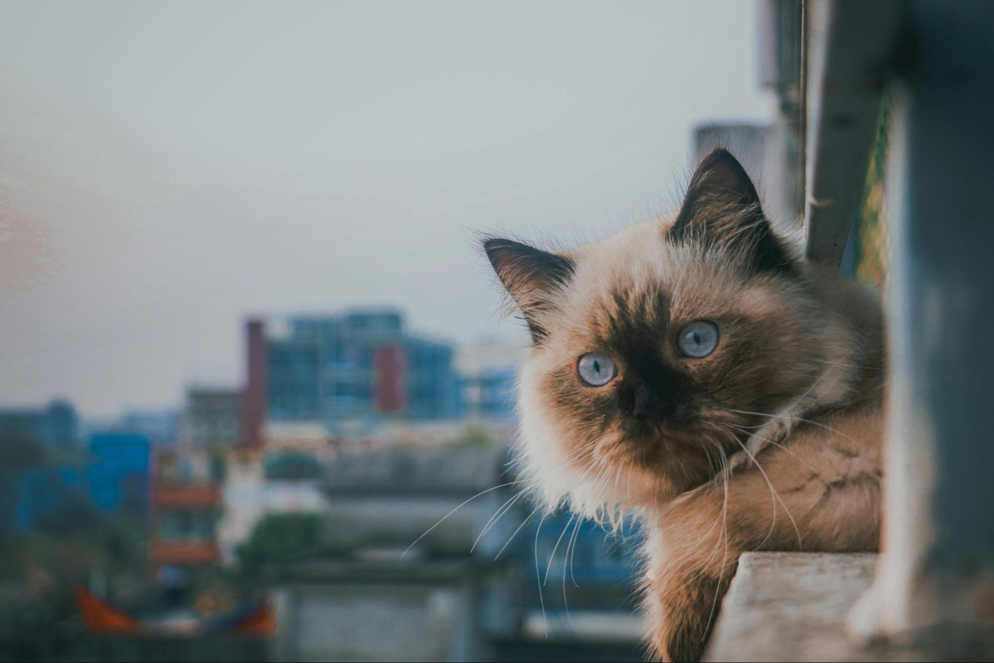 A cat laying on the ledge of a balcony in Los Angeles.