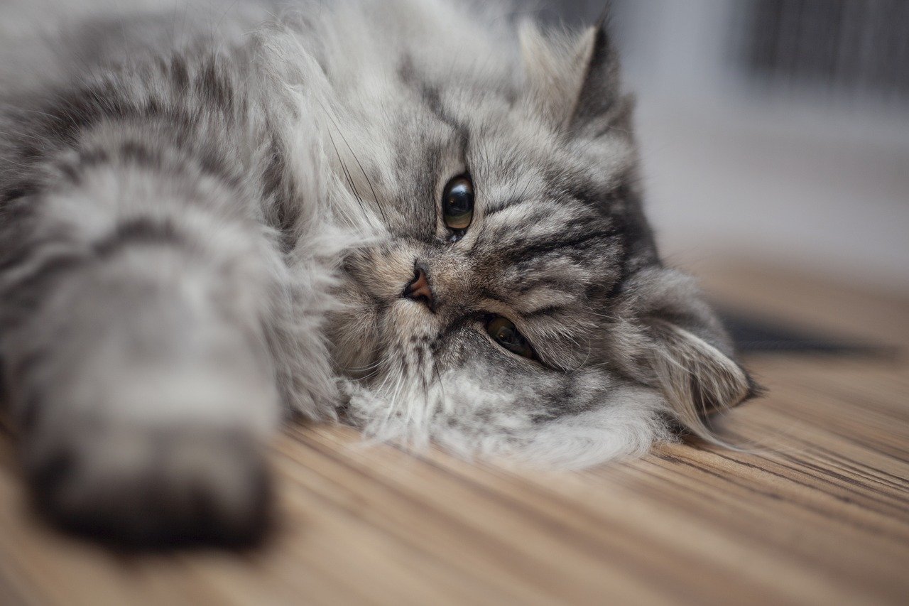 A lazy gray cat.