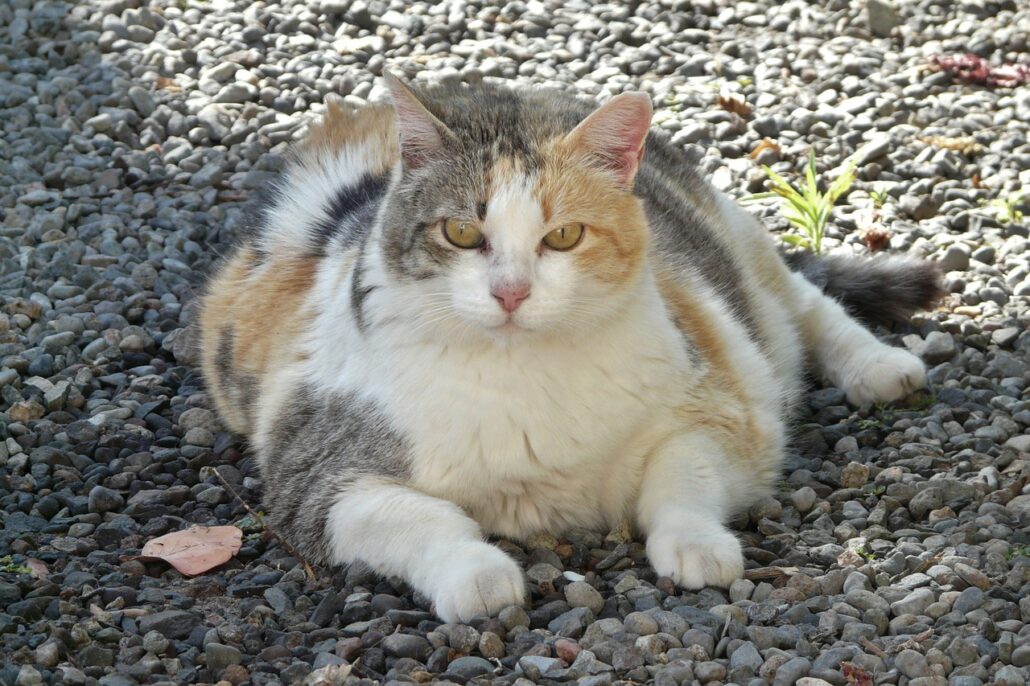 An overweight cat.