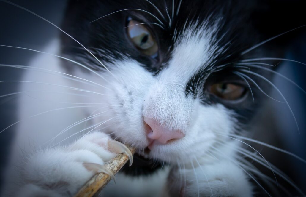 A black cat with long claws.