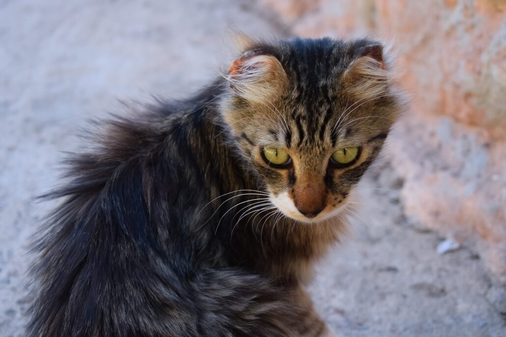 A brown cat with greasy fur.