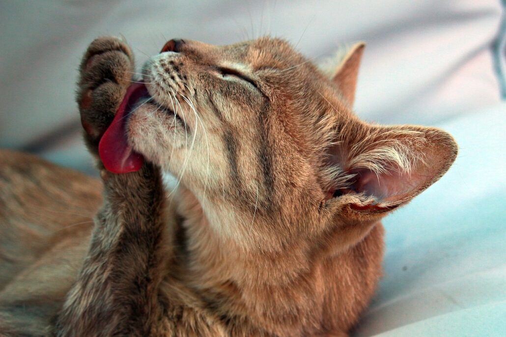 A brown cat licking its paw.