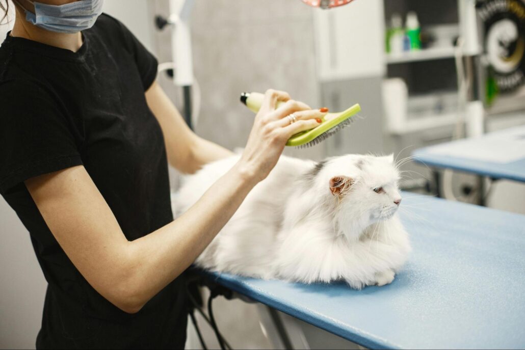  A woman grooming a white cat.