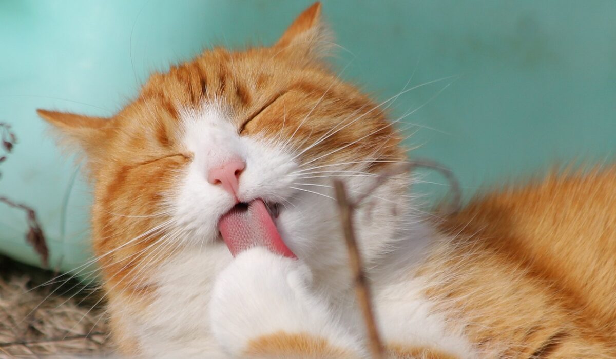 An orange cat licking its paw.