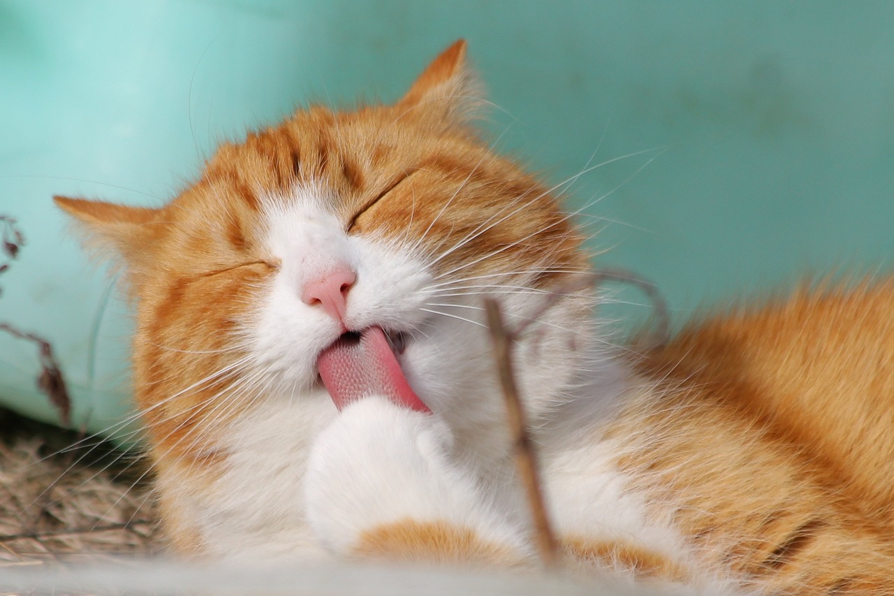 An orange cat licking its paw.