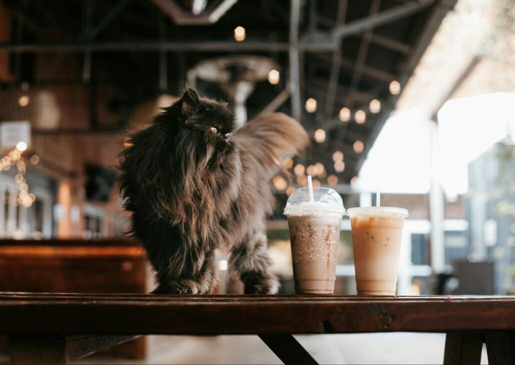 A black cat at a coffee shop.