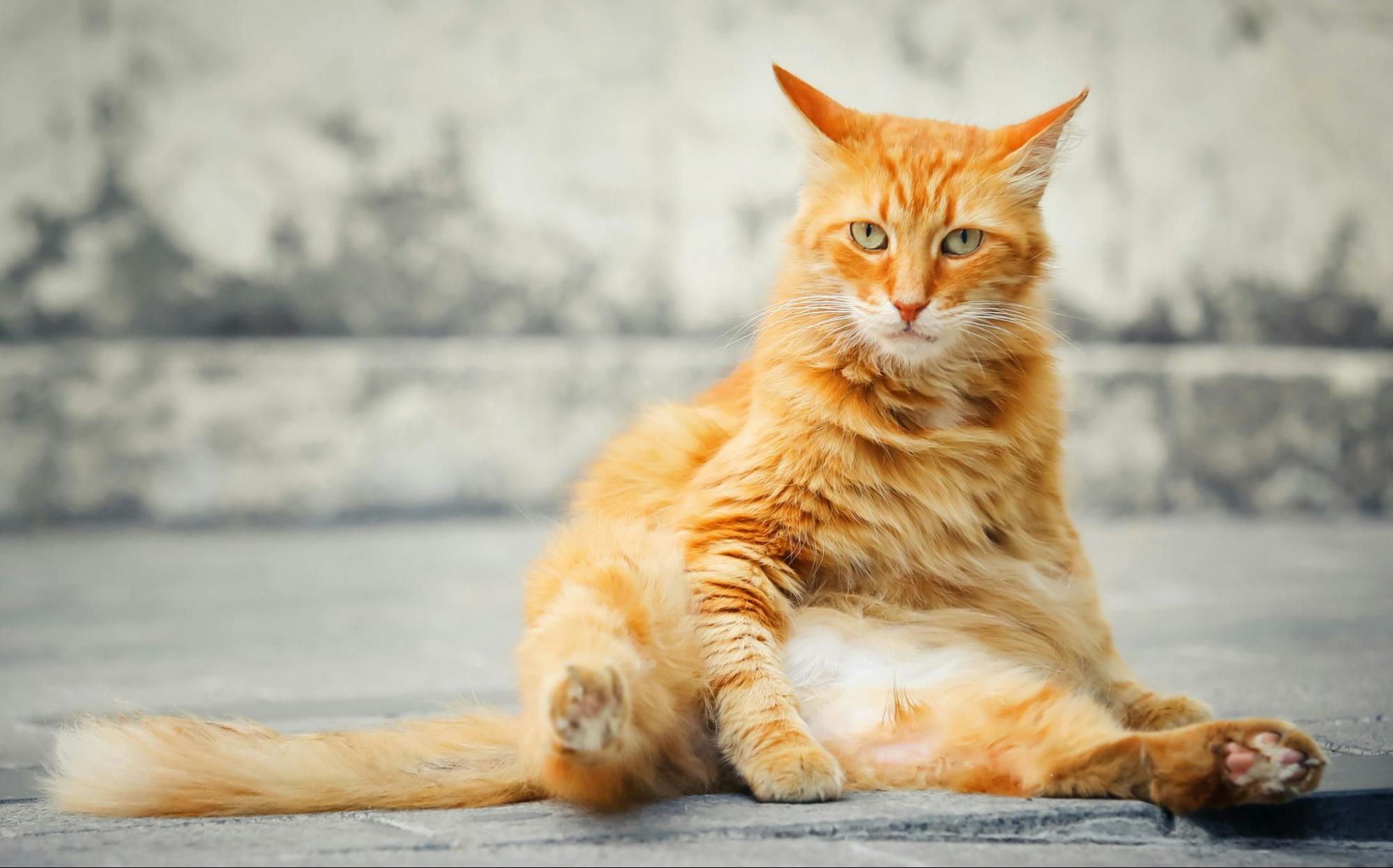 An orange cat looking unamused.