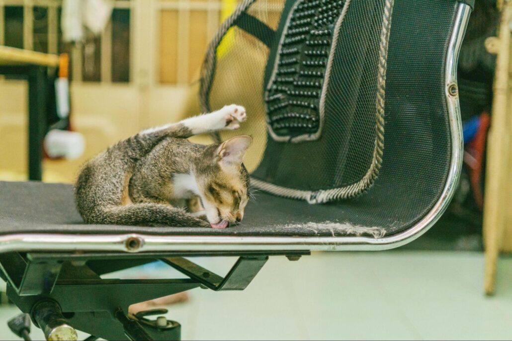 A cat grooming themselves.