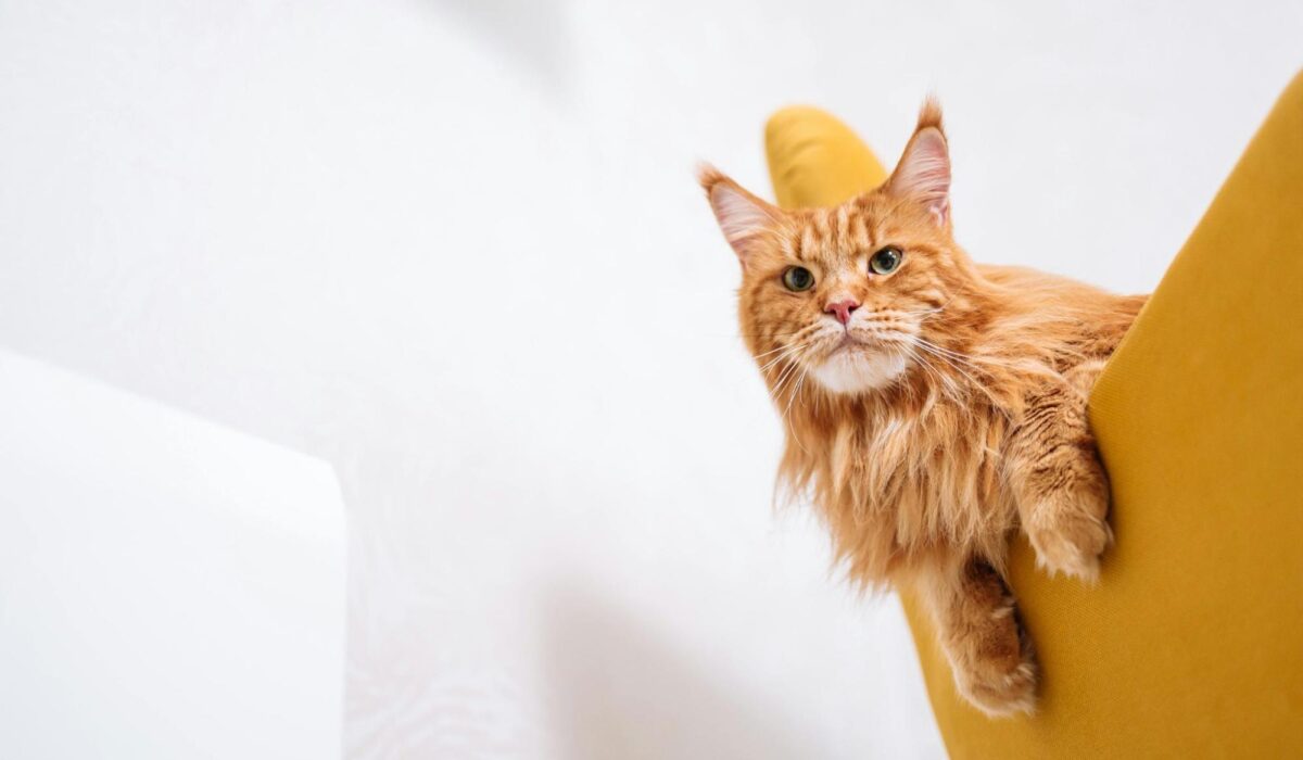 A long-haired orange cat on a yellow chair.