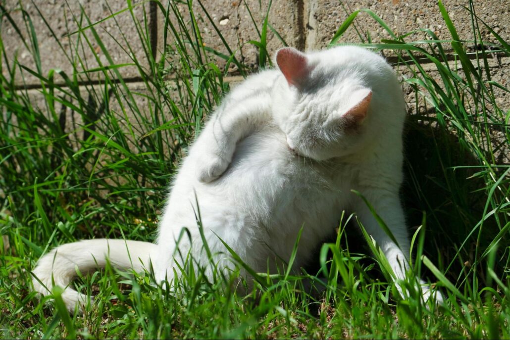 A white cat is grooming itself.