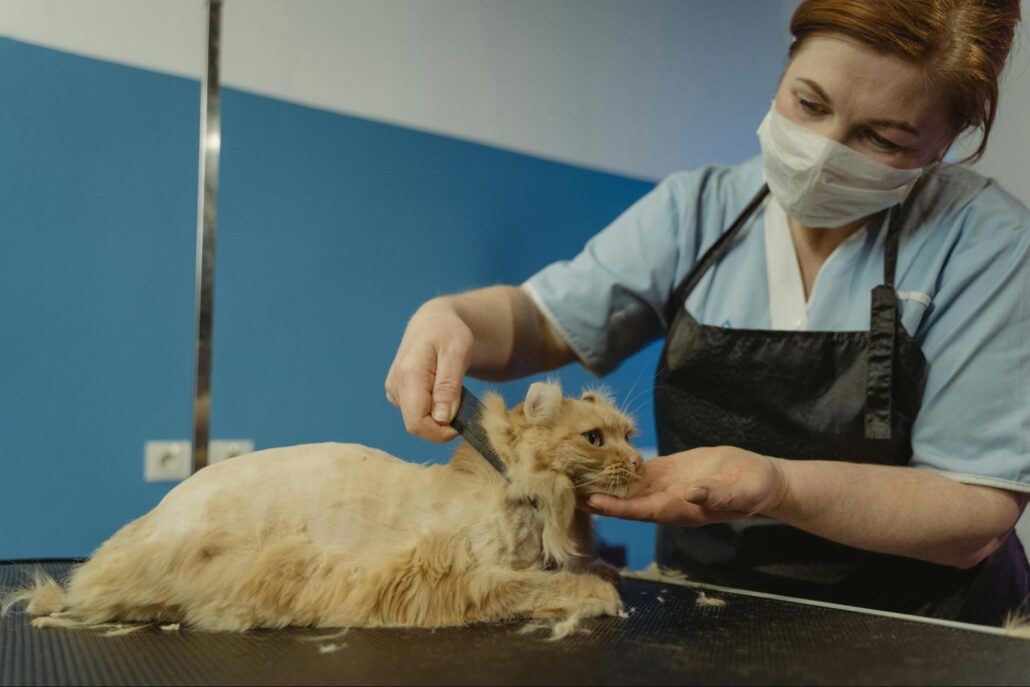 A professional cat groomer is deshedding a cat.