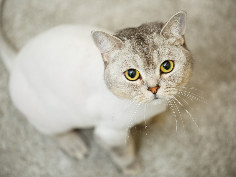 A freshly groomed gray cat with a shaved body.