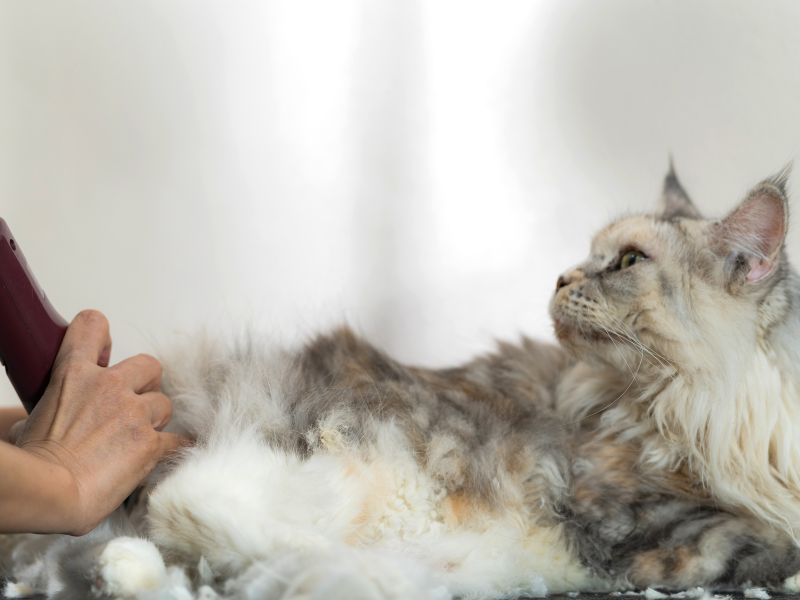 A cat getting its hair shaved.