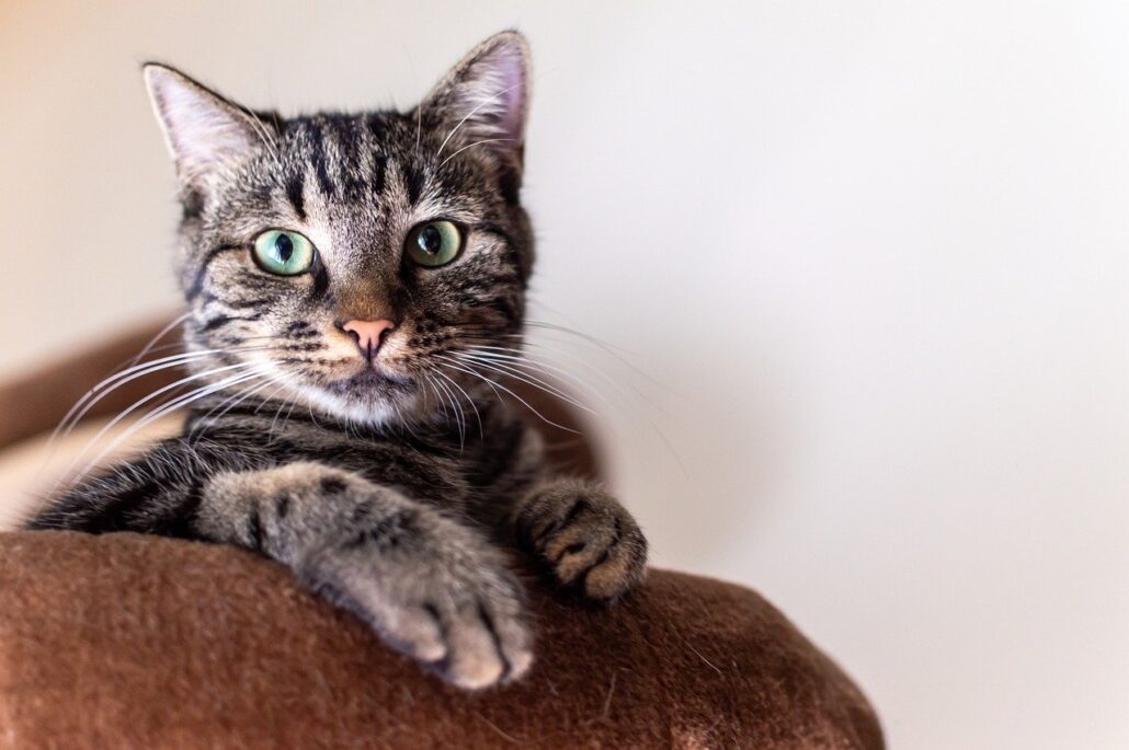 A healthy gray cat with green eyes.