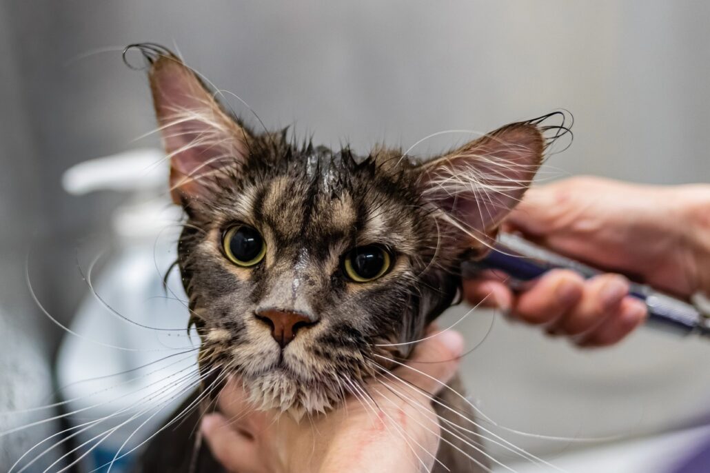 A cat getting a bath