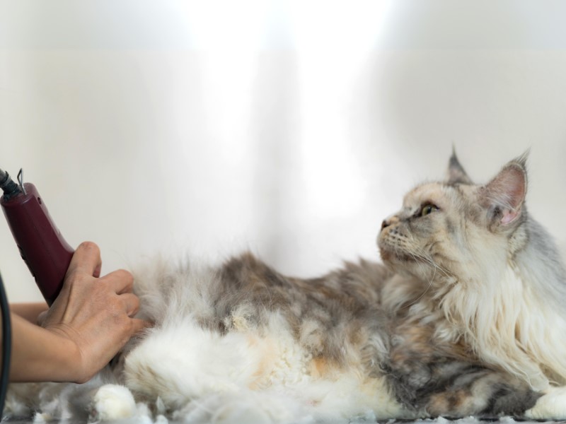 A cat getting a sani trim with clippers.