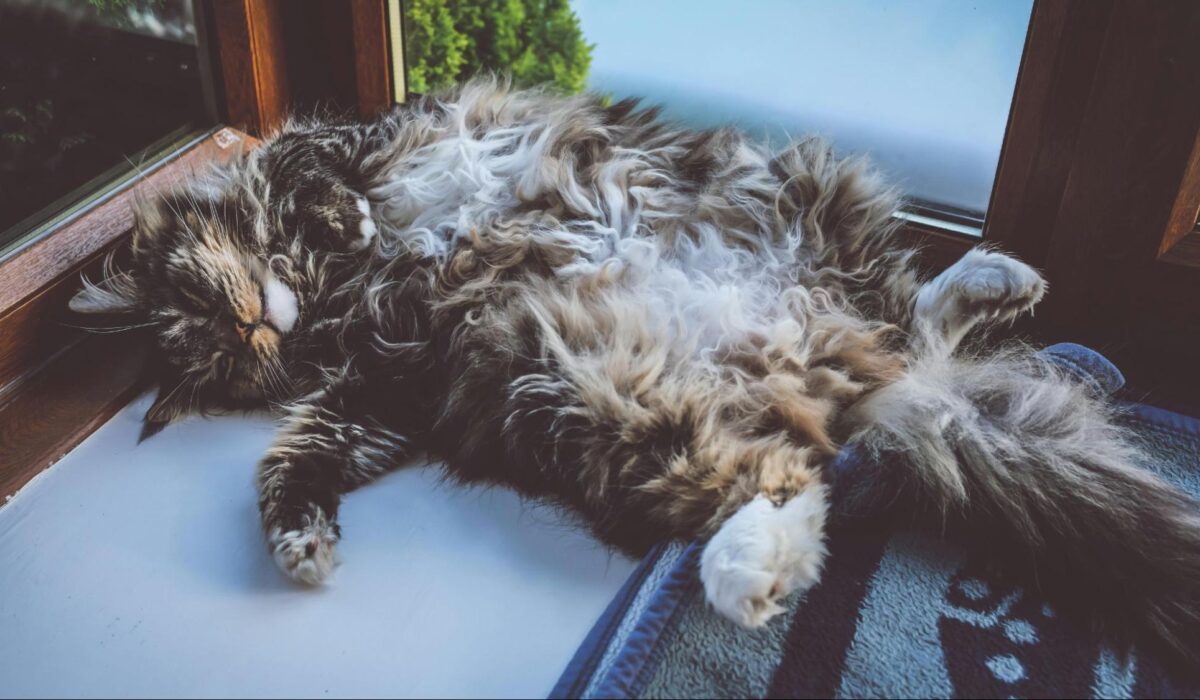 A long haired cat laying on its back.