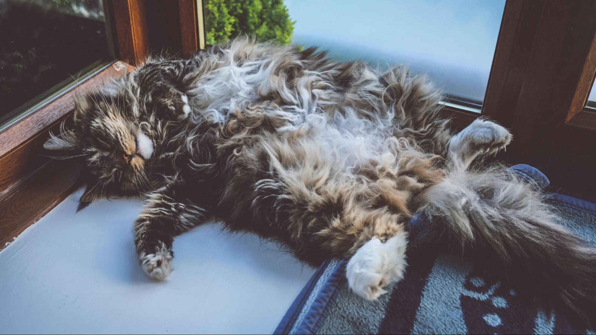 A long haired cat laying on its back.