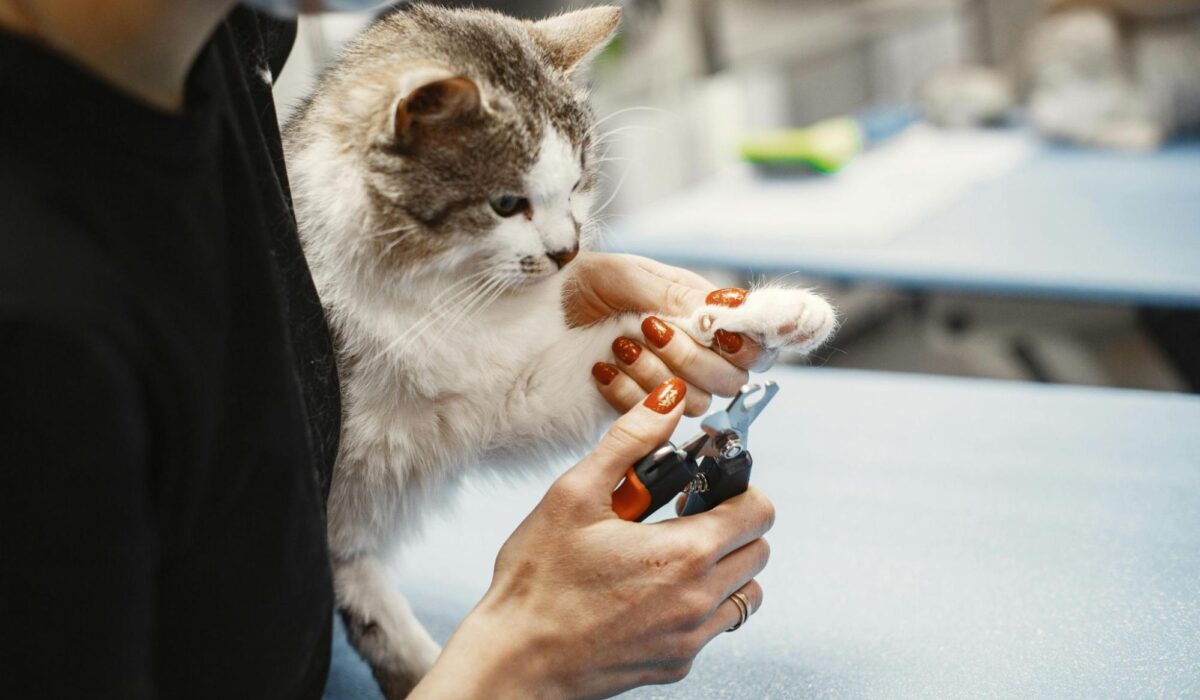 A professional cat groomer trimming a cat's toenails.