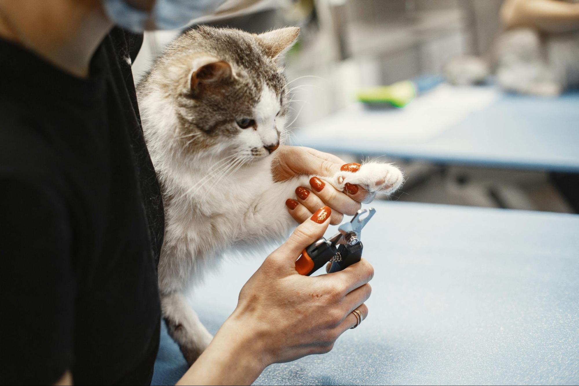 A professional cat groomer trimming a cat's toenails.