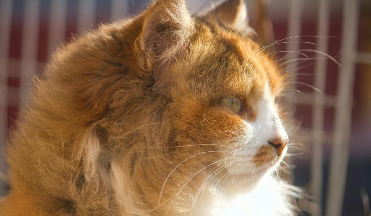 A long-haired orange cat