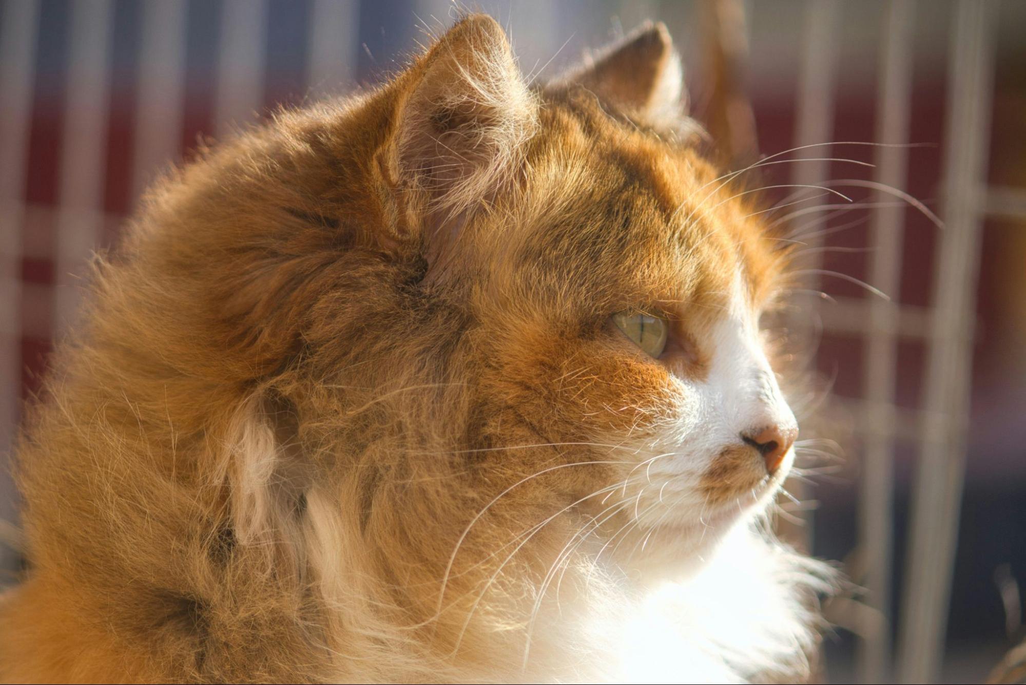 A long-haired orange cat