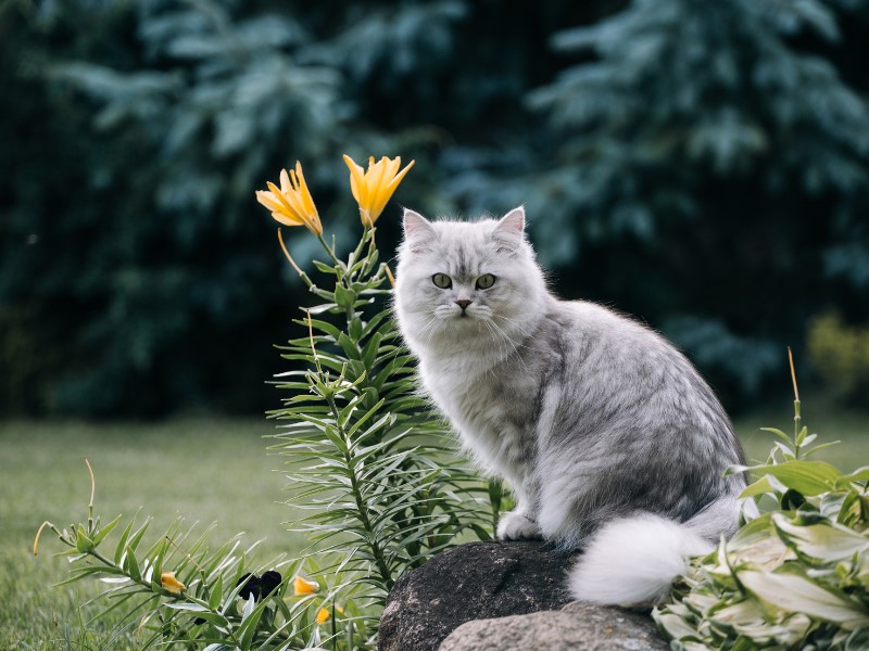 A beautiful long-haired gray cat next to a flower