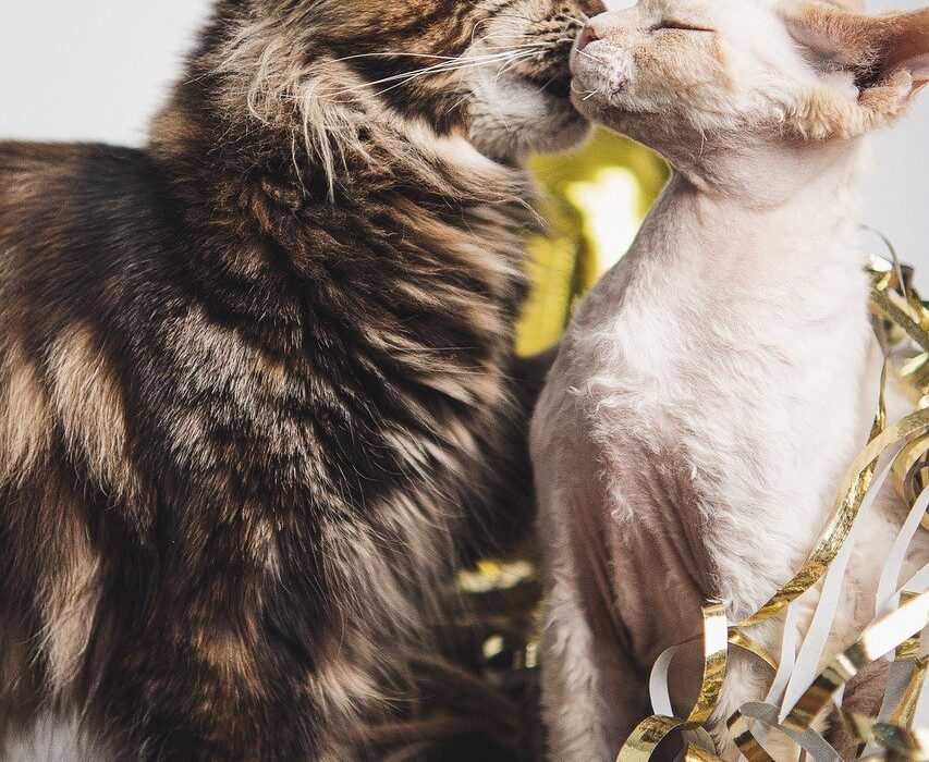 A long-haired cat and a shaved cat