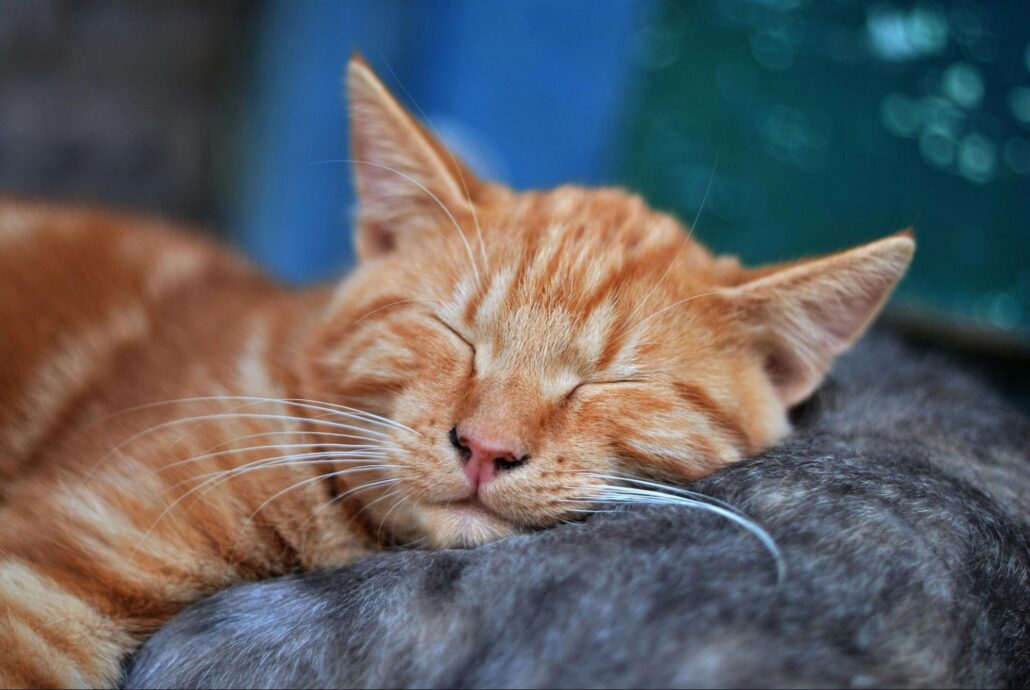 An orange cat sleeping