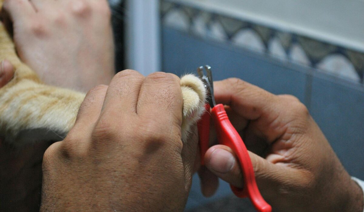 A professional cat groomer trimming a cat's nails.