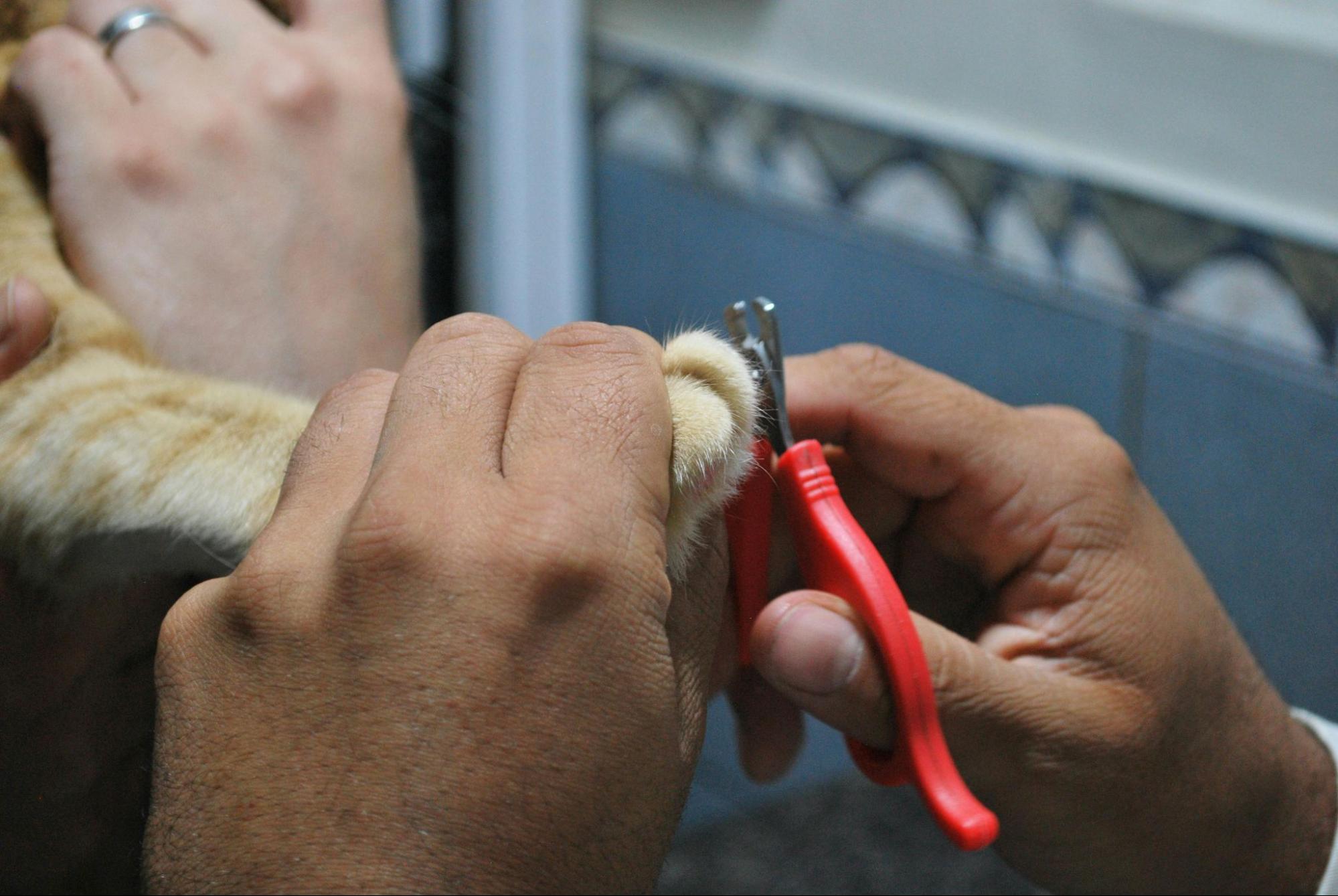 A professional cat groomer trimming a cat's nails.