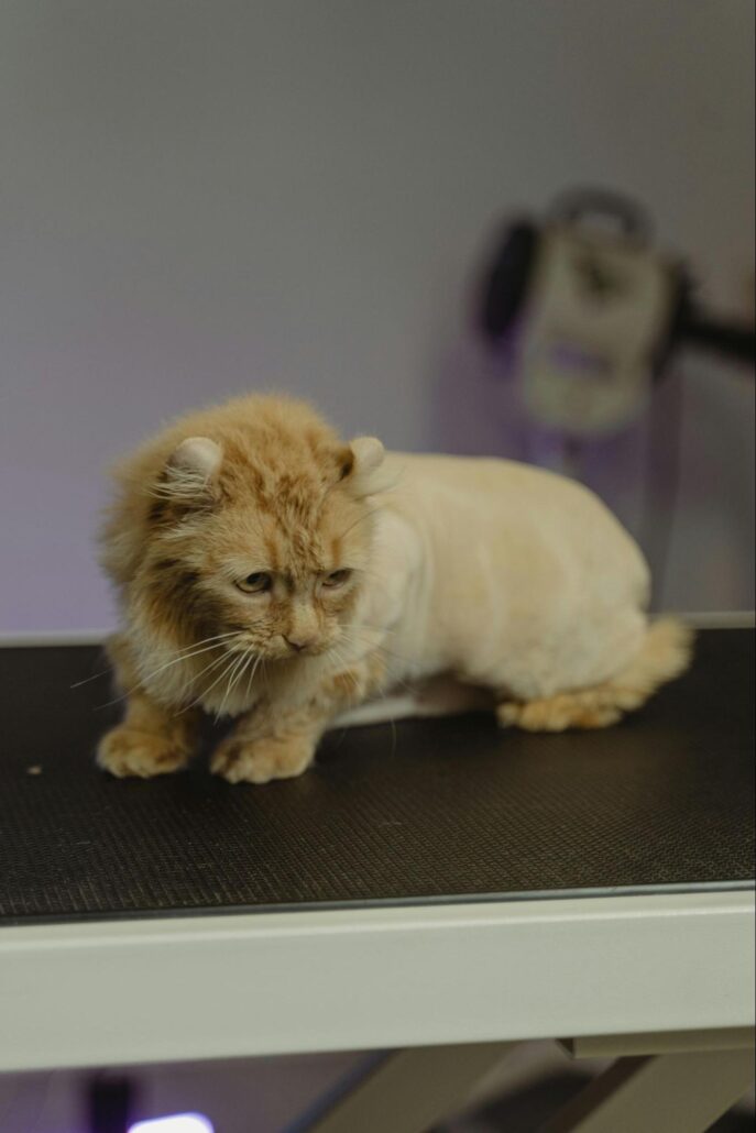 An orange cat that has been shaved.