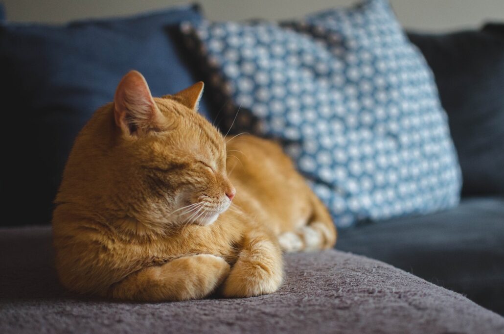 An orange cat sleeping on the couch.