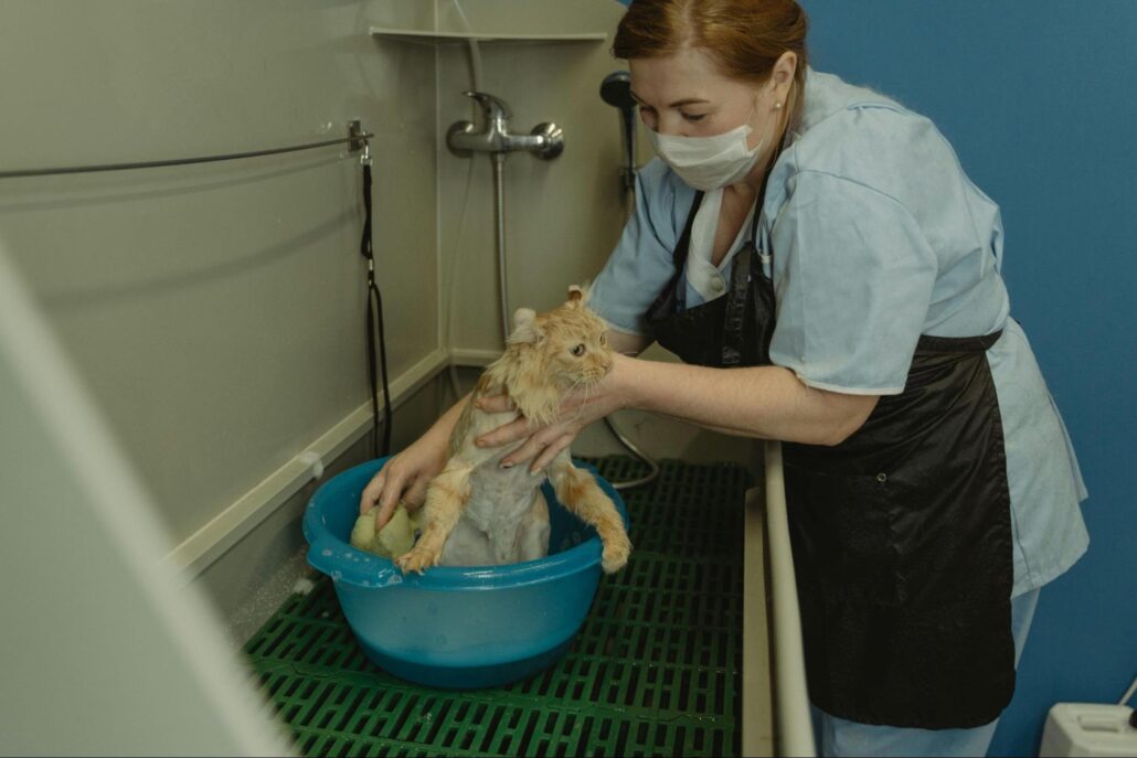 A professional cat groomer bathing a cat.